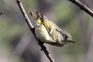 Ruby-crowned Kinglet